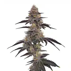 Flor de cannabis Purple Pineapple con cogollo central alargado y abundantes tricomas resinosos.
