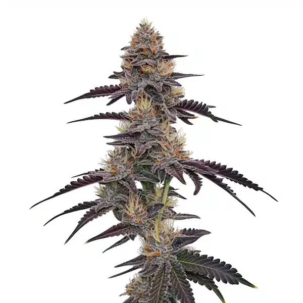 Purple Pineapple