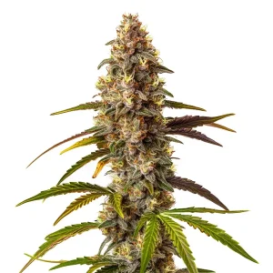 Flor de cannabis Quarter Pounder Auto con cogollo central voluminoso, abundantes tricomas y estructura autofloreciente productiva.