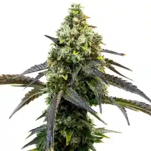 Planta de cannabis RS11 con cola central densa, cogollos compactos y abundantes tricomas en floración.