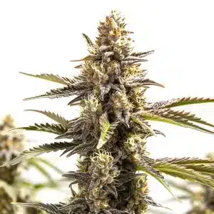 planta de cannabis RS11 x Apple Fritter con cogollos apilados