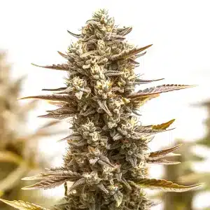 planta de cannabis RS11 x Candy Rain con cogollos compactos