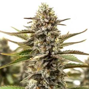 planta de cannabis RS11 x Cereal Milk cubierta de tricomas