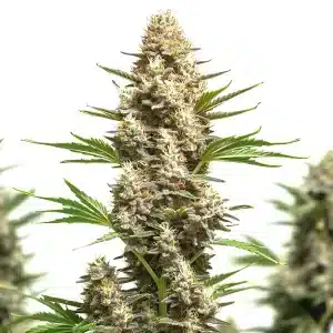 planta de cannabis RS11 x Chemdog 4 con cogollos resinosos