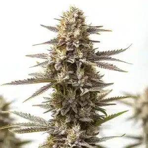 Planta de cannabis RS11 x Gushers con cogollo central compacto, tricomas y estructura floral bien definida.