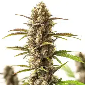 Planta de cannabis RS11 x Skywalker con cogollo central compacto, tricomas y pistilos en floración.