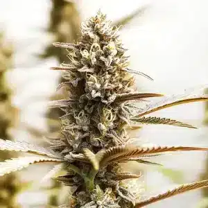 Cogollo de cannabis RS11 x Super Boof con estructura compacta y tricomas en floración.