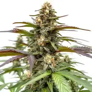 Flor de cannabis Rainbow con cogollo central compacto, tricomas abundantes y estructura híbrida equilibrada.