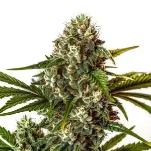 Flor de cannabis Rainbow Belts con cogollo central denso, abundantes tricomas y estructura híbrida resinosa.