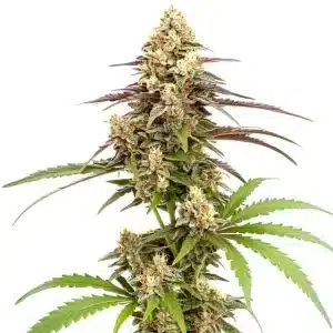 Flor de cannabis Rainbow Chip F2 Regular con cogollo central compacto, abundantes tricomas y estructura híbrida estable.