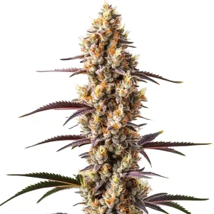 Flor de cannabis Rainbow Kush con cogollo central denso y abundantes tricomas.