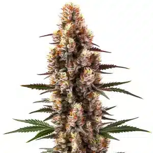 Flor de cannabis Rainbow Kush Auto con cogollo central compacto, abundantes tricomas y estructura autofloreciente híbrida.