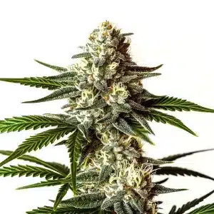 Flor de cannabis Rainbow Sherbet con cogollo central compacto, abundantes tricomas y estructura híbrida resinosa.