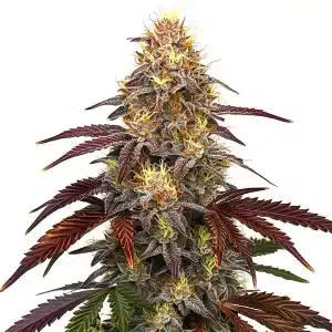 Flor de cannabis Red Devil Auto con cogollo central compacto y abundantes tricomas.