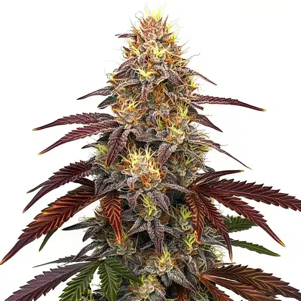 Red Devil Auto