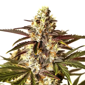 Flor de cannabis Red Dragon con cogollo central alargado, tricomas abundantes y estructura sativa equilibrada.