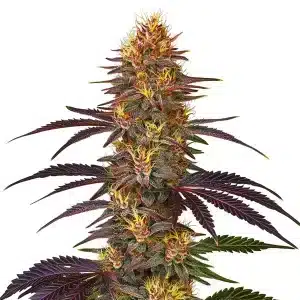 Flor de cannabis Red Gorilla Auto con cogollo central compacto y abundantes tricomas.