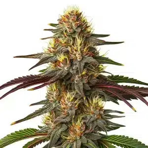 Flor de cannabis Red Kush Auto con cogollo central compacto y abundantes tricomas.