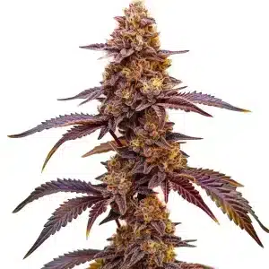 Flor de cannabis Red Skunk Kush con cogollo central compacto y abundantes tricomas.