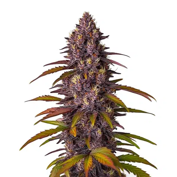 Red Skunk Kush Auto