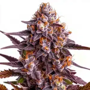 Cogollo de cannabis Ricky Bobby con abundantes tricomas y pistilos en floración.