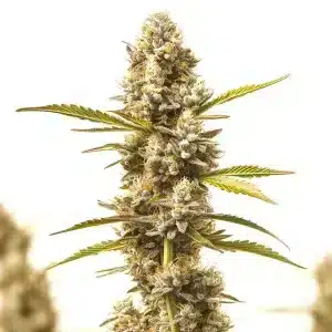 Cogollo de cannabis Rock Fruit Fast Version con estructura compacta, tricomas y pistilos en floración.