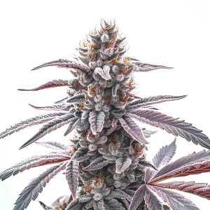 Planta de cannabis Rotten Zkittlez con cola central densa y tricomas abundantes.