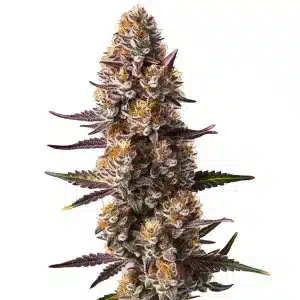 Planta de cannabis Rude Boy OG con cola central densa, cogollos compactos y abundantes tricomas en floración.