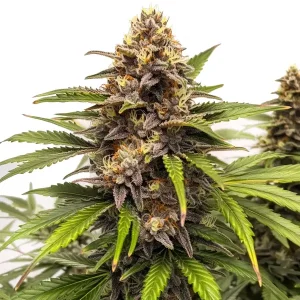 Runtz Auto con cola central densa, cogollos compactos y abundantes tricomas en floración.