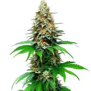 Planta de cannabis San Fernando Valley Auto con cola central grande, cogollos densos y abundantes tricomas en floración avanzada.