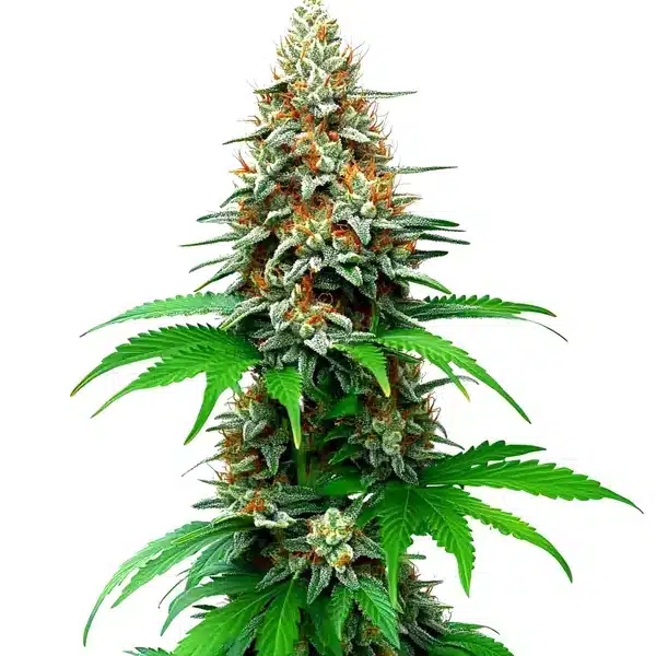 San Fernando Valley Auto