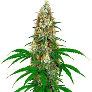 Planta de cannabis San Fernando Valley OG Kush con cola central alargada, cogollos compactos y abundantes tricomas.