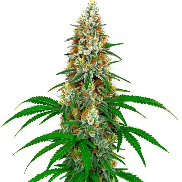 San Fernando Valley OG Kush