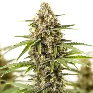 Planta de cannabis San Fernando Valley Regular en floración avanzada, con cogollos resinosos y hojas amarilleando por maduración.