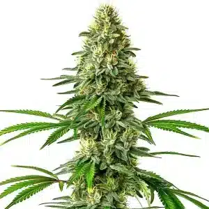 Planta de cannabis Santa Muerte con cola central densa, cogollos muy resinosos y abundante cobertura de tricomas.
