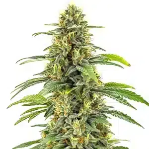 Cogollo de cannabis Santa Muerte FBV con alta densidad, abundantes tricomas y en floración avanzada.