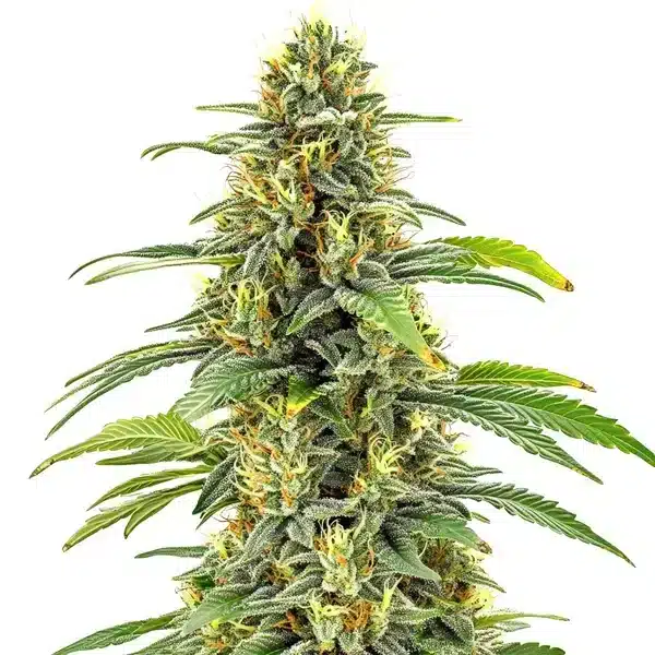 Santa Muerte FBV