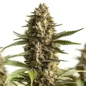 Cogollo de cannabis Scott OG con estructura compacta, abundantes tricomas y pistilos en floración.