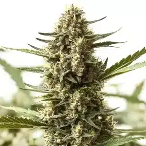 Planta de cannabis Scott OG Regular con cogollo central compacto, tricomas abundantes y hojas verdes en floración.