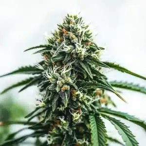 Scrambler Haze: Cogollo verde y aromático.