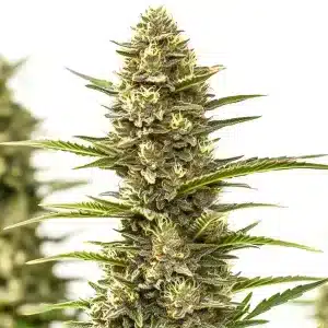 Flor de cannabis Sexxpot con cogollo compacto, pistilos anaranjados y abundante producción de tricomas.