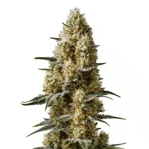 Flor de cannabis Sherbet Auto con cogollo central compacto, abundantes tricomas y estructura autofloreciente resinosa.