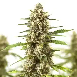 Cogollo de cannabis Sherbet Kush con alta densidad, abundantes tricomas y cultivado a partir de semillas premium.