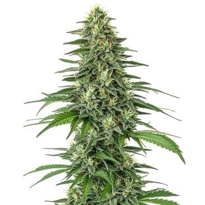 Shiskaberry con cola central alargada, cogollos compactos y estructura equilibrada en floración.