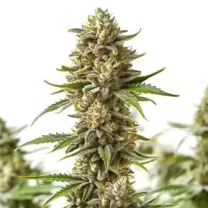 Planta de cannabis Shiskaberry Auto con cola central compacta, cogollos resinosos y hojas en floración.