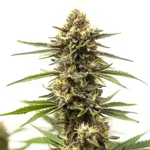 Cogollo de cannabis Shiskaberry Cake, abundantes tricomas y estructura compacta en floración.
