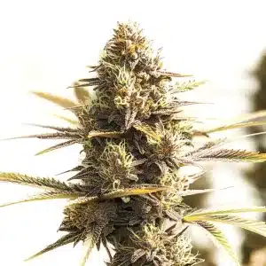 Cogollo de cannabis Shiskaberry Cookies con abundantes tricomas.