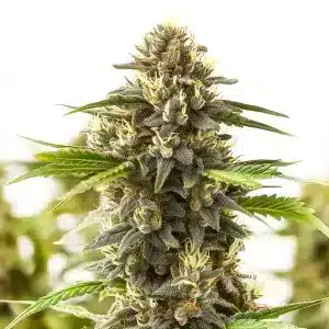 Planta de cannabis Shiskaberry Kush con estructura abierta, hojas alargadas y cogollos en floración.