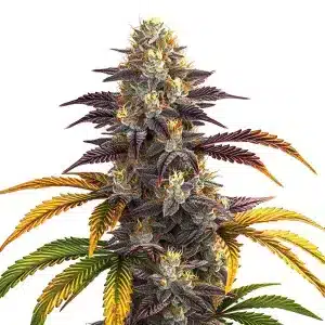 Shiskaberry Punch con cola central densa, cogollos compactos y tricomas en floración.