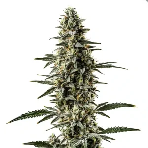 Shiskaberry x Candida Fast Version CBD con cola central alargada y cogollos compactos en floración.